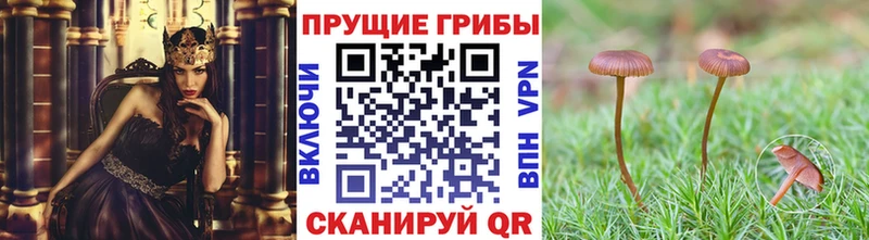 кракен как зайти  Вятские Поляны  Галлюциногенные грибы мицелий 